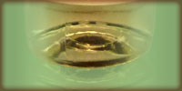 Pinot Gris